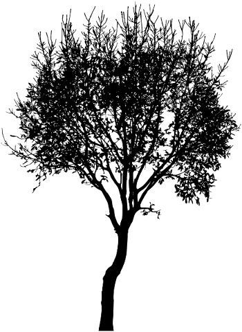 tree-branches-silhouette-trunk-5813002