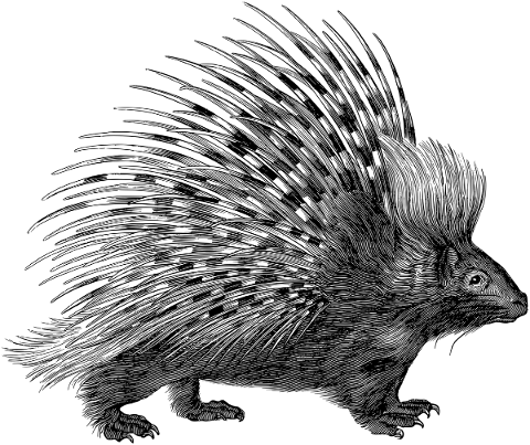 porcupine-rodent-mammal-animal-5677365