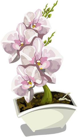 orchid-tender-white-pot-flower-4417866
