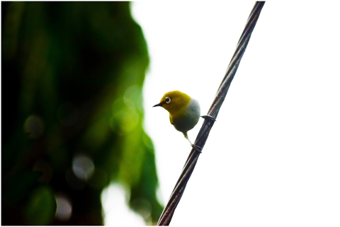 birds-chirp-tweet-animal-spring-5189324