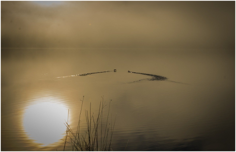 birds-water-sunset-scotland-4736156