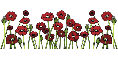 poppy-fields-poppy-flower-red-flower-4653511