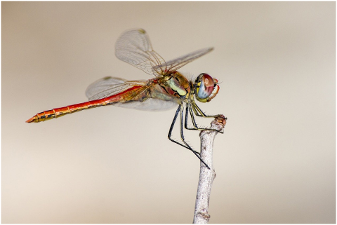 red-veined-dropwing-4837698