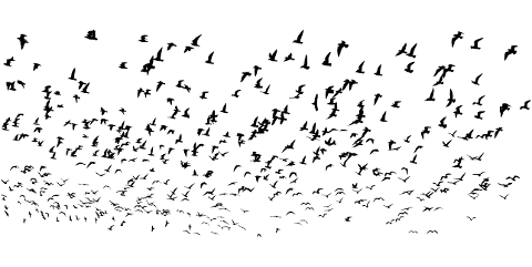 seagulls-flock-silhouette-seagull-4053999