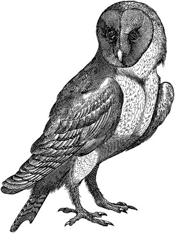 snow-owl-bird-line-art-owl-animal-5249456