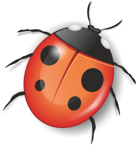 bug-ladybug-insect-small-insect-4899005