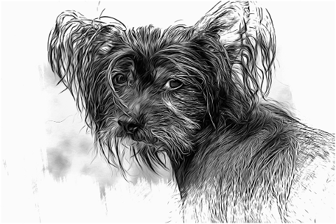 dog-chinese-crested-dog-hairless-dog-5232947