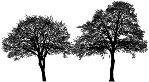 forest-trees-silhouette-branches-5142569