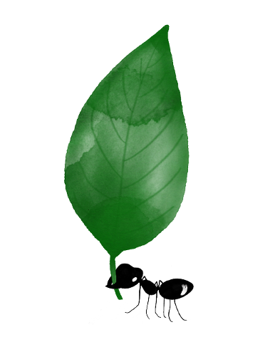 leaf-nature-insect-green-spring-4290746