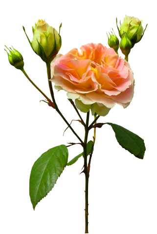 nature-flower-rose-plant-flora-4743804