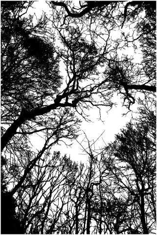 forest-trees-silhouette-branches-5184442