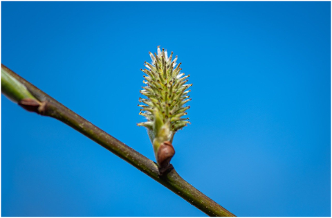 pasture-willow-catkin-blossom-bloom-4953940
