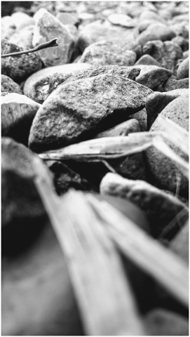 rocks-sticks-nature-ant-view-4824806
