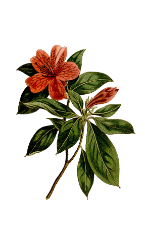 flower-vintage-rhododendron-art-4496322
