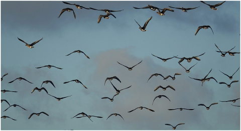 winter-geese-birds-waterfowl-4720968
