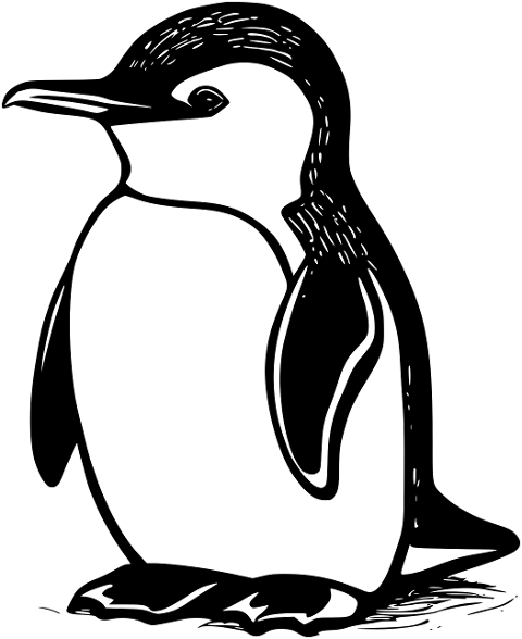 bird-ornithology-penguin-animal-8691026