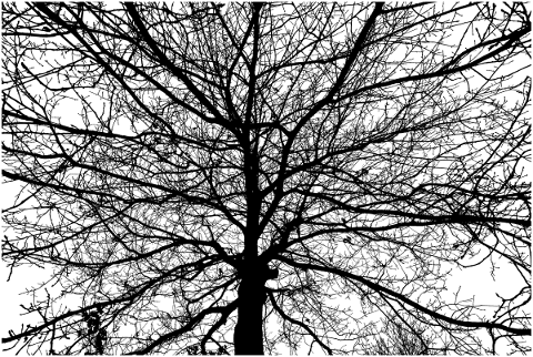 forest-trees-silhouette-branches-5142580