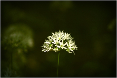 bear-s-garlic-blossom-bloom-forest-5085932