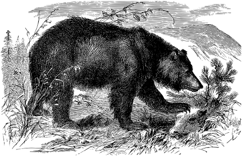 bear-nature-line-art-wildlife-5216052