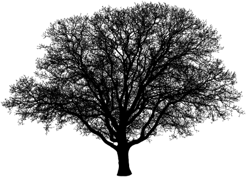 tree-landscape-silhouette-plant-5081231