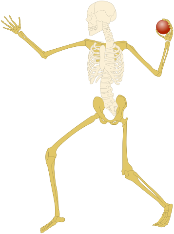 skeleton-bones-skull-bone-4925205