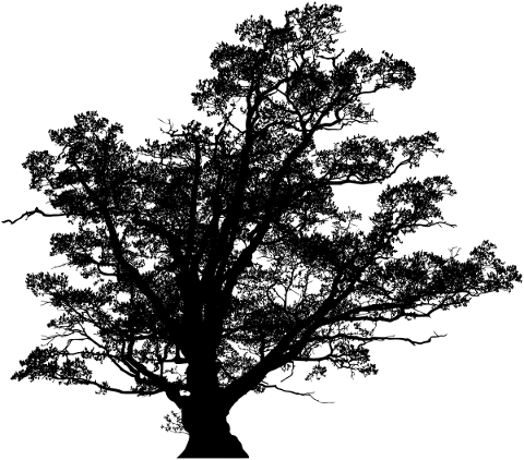 tree-landscape-silhouette-plant-5180137