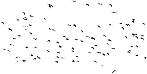 birds-silhouette-animals-flying-5027173