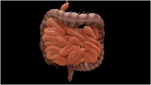 intestine-biology-science-bowels-4413737