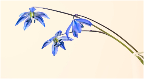 scilla-blue-star-blossom-bloom-4994331