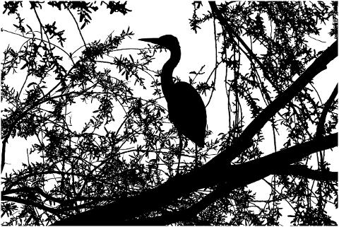 heron-bird-trees-tree-branches-4130569