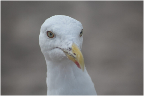 seagull-baltic-sea-beach-seevogel-4715311