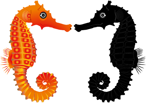 seahorse-black-sea-undersea-orange-5374550