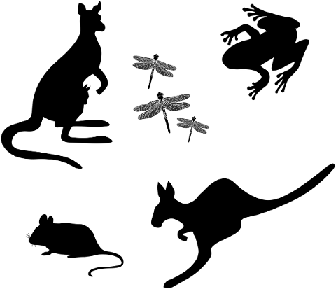 silhouette-dragonflies-kangaroo-5464580