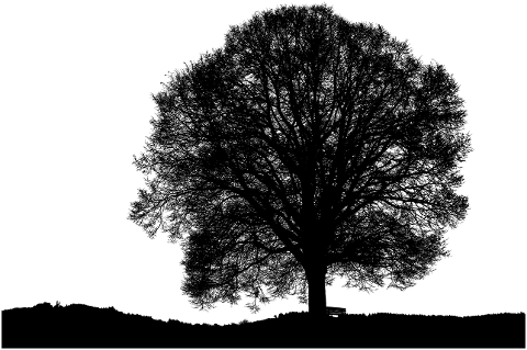 tree-nature-monochrome-outdoors-6785117