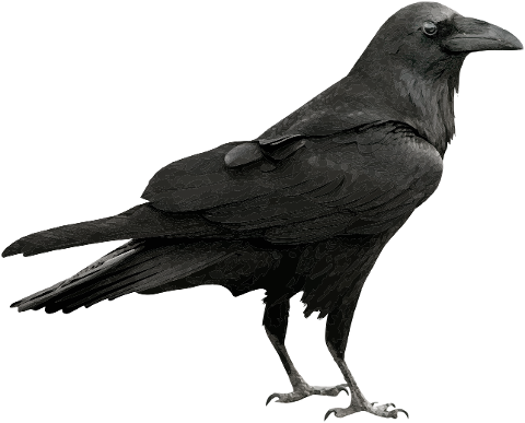 raven-bird-black-feather-wild-4218220