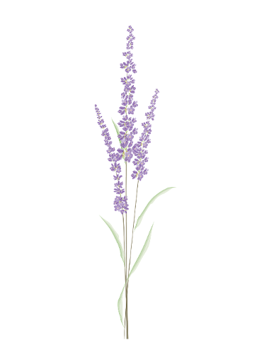 lavender-watercolor-design-4341500