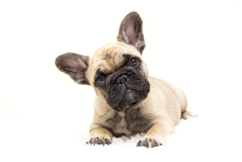 dogs-the-french-bulldog-dog-tough-4716738