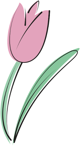 tulip-summer-flower-nature-garden-4728397