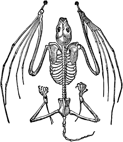 bat-skeleton-bones-line-art-5198129