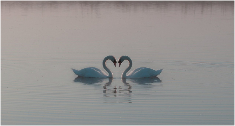 swans-on-a-misty-lake-heart-lovers-5100179