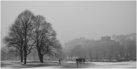 cold-city-riga-tree-urban-4476114