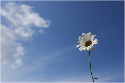 daisy-sky-flower-nature-blue-4882647