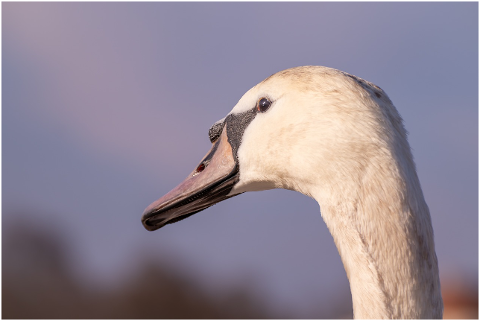 swan-young-young-swan-head-eye-4399160