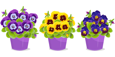pansy-pansies-garden-spring-plant-5142178