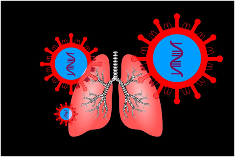 coronavirus-sars-cov-2-lung-4844595