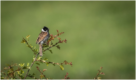 bird-tree-leaves-branches-beak-5440546