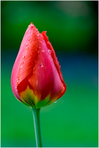 flower-tulip-garden-spring-red-5138268