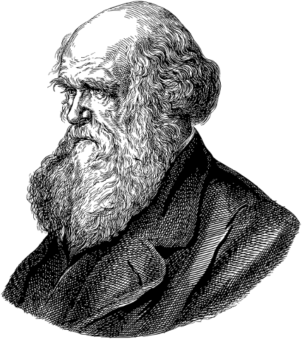 charles-darwin-portrait-line-art-4923636