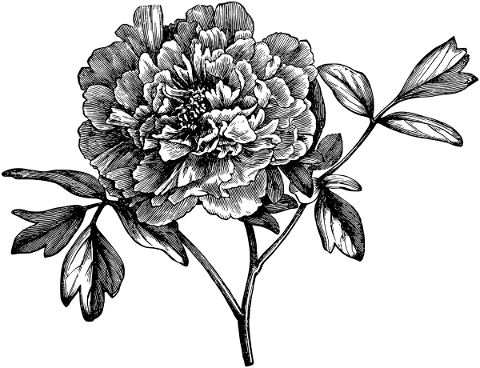 peony-flower-line-art-floral-plant-5291426