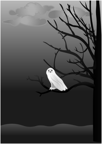 owl-spooky-night-tree-sky-clouds-4866368